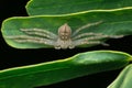 Huntsman spider closeup, Olios argelasius, Satara Royalty Free Stock Photo