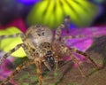 Huntsman spider, giant crab spider or cane spider, Heteropoda venatoria Sparassidae on a flower