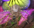 Huntsman spider, giant crab spider or cane spider, Heteropoda venatoria Sparassidae on a flower