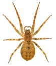 Huntsman spider, giant crab spider or cane spider, Heteropoda venatoria Sparassidae