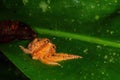 Huntsman spider - Heteropoda davidbowie