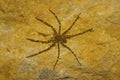 Huntsman spider, Heteropoda sp. Sanjay Gandhi national park, Mumbai
