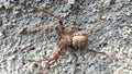 Huntsman spider