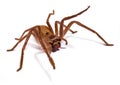 Huntsman Spider Isolated Royalty Free Stock Photo