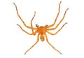 Huntsman spider isolated on white background, Olios argelasius Royalty Free Stock Photo