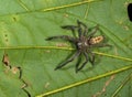 Huntsman Spider seen at Garo hills,Meghalaya,India Royalty Free Stock Photo