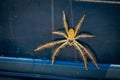 Huntsman spider Sparassidae on a car in Australia Royalty Free Stock Photo