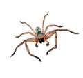 Huntsman spider Sparassidae Royalty Free Stock Photo