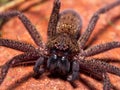 Huntsman spider Royalty Free Stock Photo