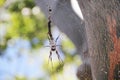 Huntsman Spider With Trail Royalty Free Stock Photo
