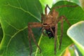 Huntsman spider use venom to immobilise beetle prey