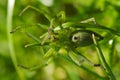 Huntsman spider, ventral view - Micrommata ligurina Royalty Free Stock Photo