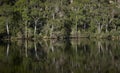 Huon River Tasmania - Reflections of the Rainforest