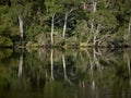 Huon River Tasmania - Reflections of the Rainforest