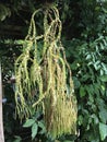Huperzia phlegmaria or Common tassel fern.