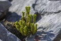 Huperzia selago, the northern firmoss or fir clubmoss, is a vascular plant in the family Lycopodiaceae. Royalty Free Stock Photo