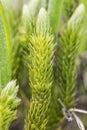 Huperzia selago peculiar fern of small size and tight leaves adapted to high mountain meadows