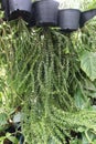 Huperzia Swan Tail leaf plant on hanging pot in farm Royalty Free Stock Photo