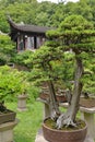 Huqiu Mountain bonsai garden, Shuzhou, China Royalty Free Stock Photo