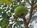 hura crepitan fruit also known as indonesian umbrella and sandbox tree