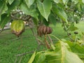 Hura crepitans fruit of the sandbox tree.