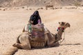 Camel and a Bedouin woman. Muslim woman wears a black hijab in Egypt. Local people of Africa