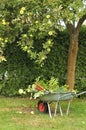 Hurley with cutting foliage under a tree Royalty Free Stock Photo