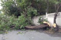 Hurricane aftermath, huge trees fallen. Broken trees in half. Destruction after the invasion of elements