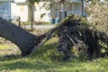 Hurricane damage to a tree on Florida house backyard. Fallen down big tree after tropical storm winds. Consequences of Royalty Free Stock Photo