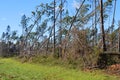 Hurricane Damaged Trees and downed power lines Royalty Free Stock Photo