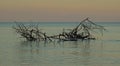 Hurricane Debris Sits Peacefully In The Ocean Royalty Free Stock Photo