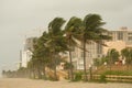 Palm trees during Hurrican Gustav in Florida Royalty Free Stock Photo