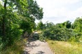 Hurricane has damaged a tree which felt on a street. Road blocked by damaged tree