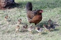 Hurricane Iniki Chickens