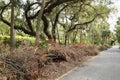 Hurricane Irma debris Royalty Free Stock Photo