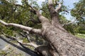 Hurricane Irma downed oak tree Royalty Free Stock Photo