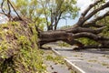 Hurricane Irma downed oak tree Royalty Free Stock Photo