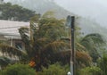 Tropical hurricane, palm - trees, house.