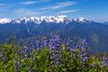 Hurricane Ridge Royalty Free Stock Photo