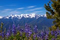 Hurricane Ridge Royalty Free Stock Photo