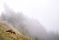 Hurricane Ridge, Olympic National Park Royalty Free Stock Photo