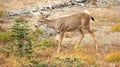 Hurricane Ridge, Olympic National Park, WASHINGTON USA - October 2014: A blacktail deer stops to admire the view of the Royalty Free Stock Photo