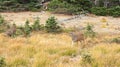 Hurricane Ridge, Olympic National Park, WASHINGTON USA - October 2014: A blacktail deer stops to admire the view of the Royalty Free Stock Photo