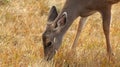 Hurricane Ridge, Olympic National Park, WASHINGTON USA - October 2014: A blacktail deer stops to admire the view of the Royalty Free Stock Photo