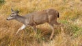 Hurricane Ridge, Olympic National Park, WASHINGTON USA - October 2014: A blacktail deer stops to admire the view of the Royalty Free Stock Photo