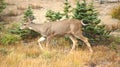 Hurricane Ridge, Olympic National Park, WASHINGTON USA - October 2014: A blacktail deer stops to admire the view of the Royalty Free Stock Photo