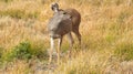 Hurricane Ridge, Olympic National Park, WASHINGTON USA - October 2014: A blacktail deer stops to admire the view of the Royalty Free Stock Photo