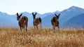 Hurricane Ridge, Olympic National Park, WASHINGTON USA - October 2014: A group of blacktail deer stops to admire the Royalty Free Stock Photo