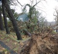 Hurricane Sandy house surrounded by uprooted tree