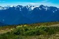 Hurricane Trail on Hurricane Ridge in Olympic National Park Royalty Free Stock Photo